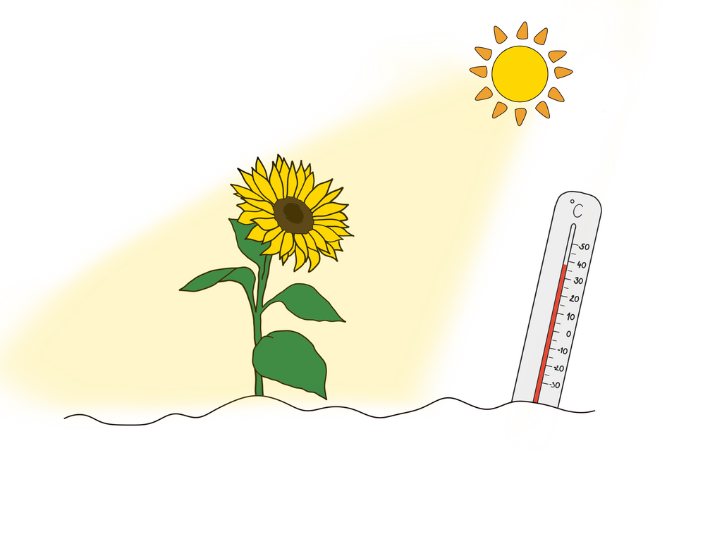 Hot or Cold? How Soil Temperature Affects Houseplants