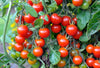 Cherry tomatoe seeds - package of 10